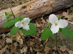 "Normal" White Trillium - Drew Monkman 