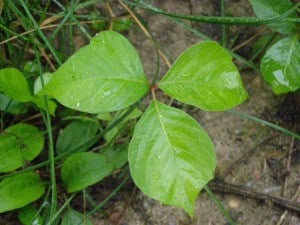 Poison Ivy - always a longer stem on middle leaflet; leaflets often asymmetrical; shiny; usually droop down a little - Drew Monkman