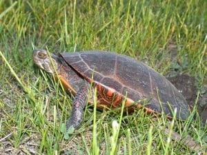 Painted Turtle nesting (Rick Stankiewicz)