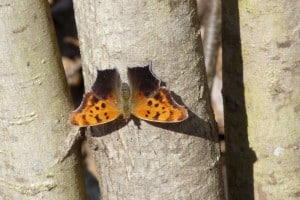 Question Mark (Polygonia interrogationis) -  D. Monkman 