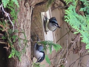 White-breasted Nuthatches at nesting box - Mike Barker