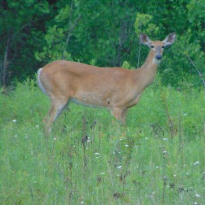 White-tailed Deer - via Chris Parker