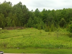 White-tailed Deer at edge of field - Chris Parker 