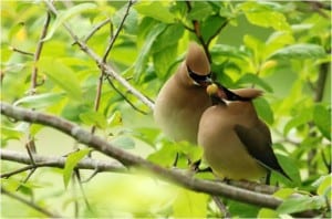 Cedar Waxwings - Wikimedia 