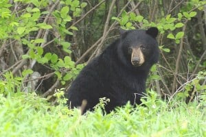 Black Bear- Randy Therrien 