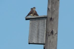 Baby Kestrels - Bill Snowden - July 3, 2015