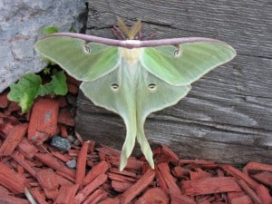 Luna Moth - Jill Purcell - July 10, 2015