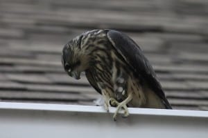 Merlin in East City of Peterborough - Marlene Stamler