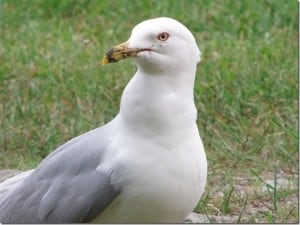 Stanley, the Ring-billed Gull - Barb Evett