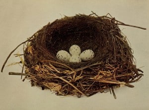 Cedar Waxwing nest with eggs - Wikimedia 