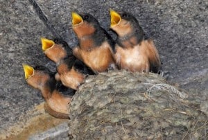 Barn Swallow nestlings - Wikimedia 