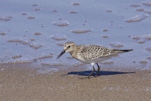 Baird's Sandpiper - Juvenile Wikimedia