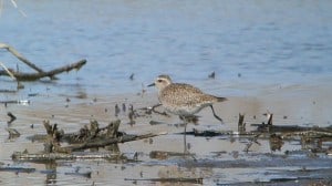 American Golden-Plover (non-breeding plumage) Andy Reago & Chrissy McClarren