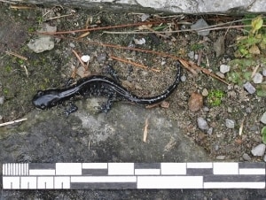 Blue-spotted Salamander for scale - Peter Armstrong