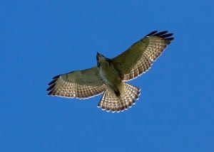 Broad-winged Hawk - Wikimedia 