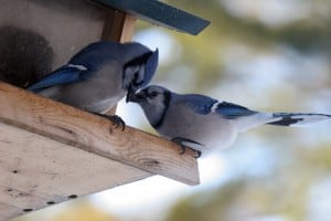 Blue Jays (Gord Belyea)