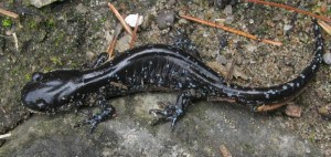 Blue-spotted Salamander - Peter Armstrong 