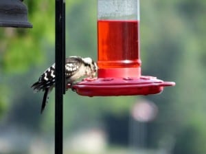 female Downy Woodpecker - Nancy Cafik 