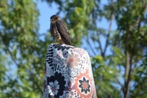 Juvenile Merlin - Jason Balcombe - Young's Point Road 