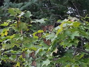 Monarchs on maple Sept. 19 2015 Jen Sanders 