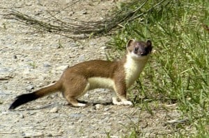 Short-tailed Weasel (Ermine) James Lindsey