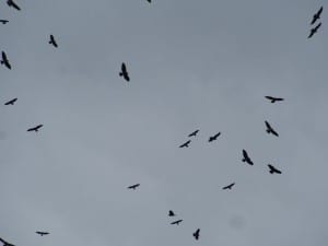 Kettle of Broad-winged (small) and Swainson's (larger) hawks 