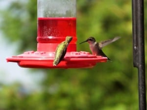 Ruby-throated Hummingbirds - Nancy Cafik 