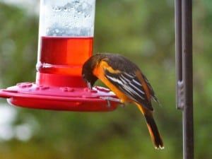 Baltimore Oriole - Nancy Cafik 