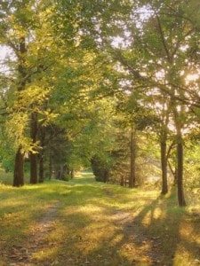Sept woodland walk 1 - Ron McKay