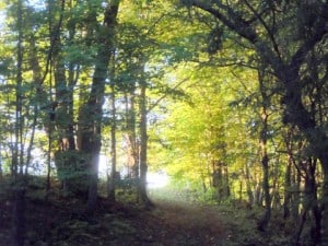 Sept. woodland walk 2 - Ron McKay