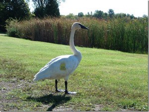 TUSW - Sept. 20, 2015, Buckhorn Lake, Barb Evett