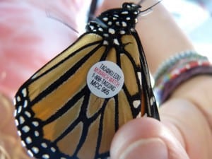 Tagged Monarch - Drew Monkman
