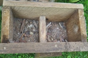 empty box used by White-breasted Nuthatches - Mike Barker 