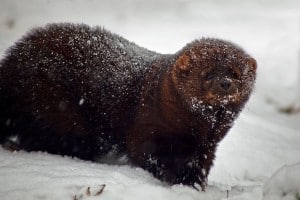 Fisher in snowstorm - by ForestWander
