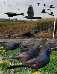 Common Grackle -  from The Crossley ID Guide to  Eastern Birds