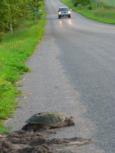 Snapping Turtle (Danielle Tassie)