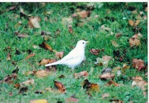 leucistic American Robin - Judy Perron Oct. 2015