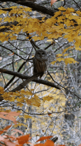Barred Owl - Jackson Park - Nov. 2015 - Marti Olivieri