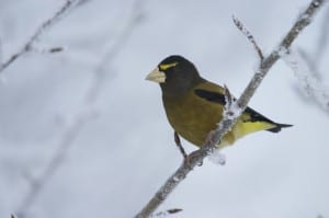 Male Evening Grosbeak - Wikimedia 