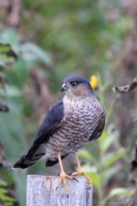 Sharp-shinned Hawk - Gwen Forsyth