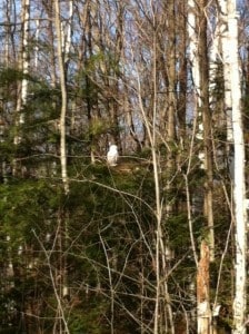 Snowy Owl - Nov. 15 - Young's Pt. - Karen Millage 