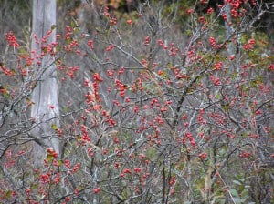  Winterberry Holly - Drew-Monkman.