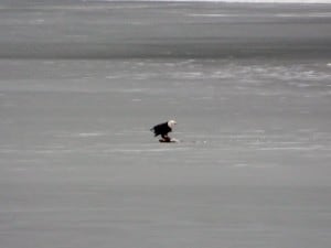 Bald Eagle 2 - Chemong - Dec. 31, 2015 - Nancy Cafik