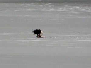 Bald Eagle - Chemong - Dec. 31, 2015 - Nancy Cafik