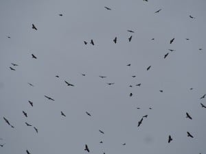 Broad-winged (smaller birds) & Swainson's Hawks over Quetzal Trail - D. Monkman