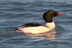 Common Merganser male  - Wikimedia 