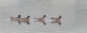 Cackling Geese - Little L. - Dec. 2015 - Iain Rayner