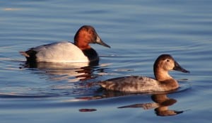 Male and female Canvasbacks - Wikimedia 