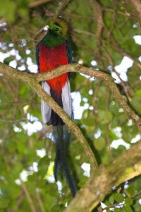 Male  Resplendent Quetzal - Wikimedia