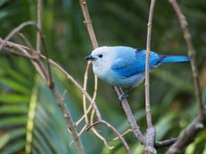 Blue-gray Tanager - D. Monkman 